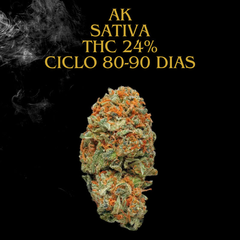 Ak  47 - Auto  (Pacotem com 2 sementes)