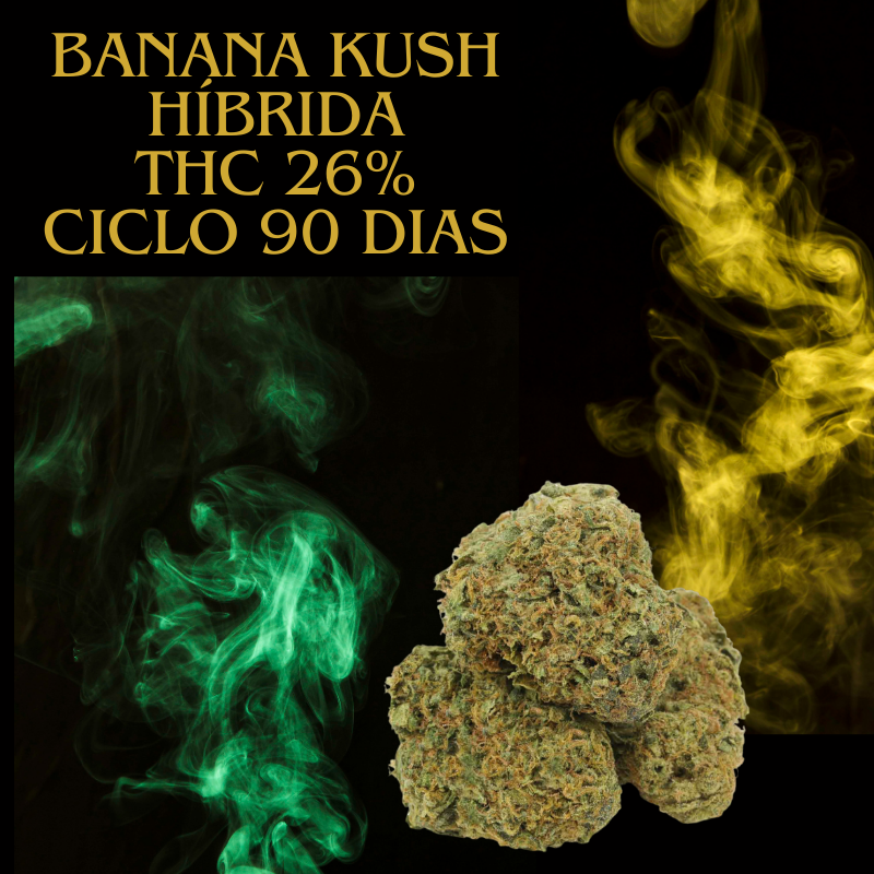 Banana Kush Automática Feminizada (Pacotem com 2 sementes)