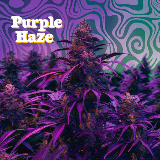 Purple Haze - Automática Feminizada (Pacotem com 2 sementes)