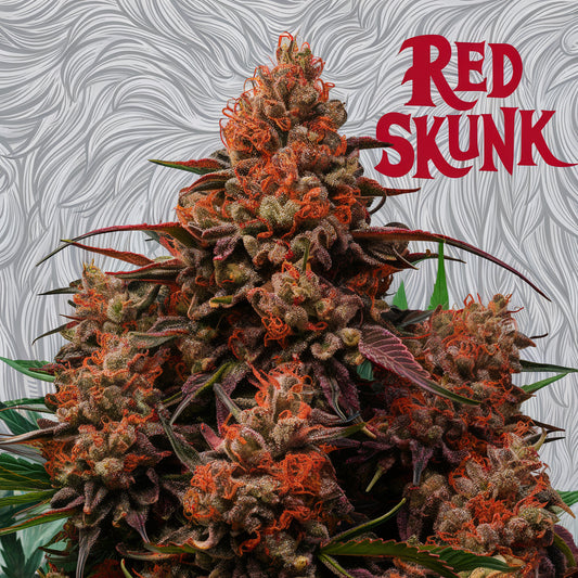 Red Skunk - Automatica Feminizada (Pacotem com 2 sementes)