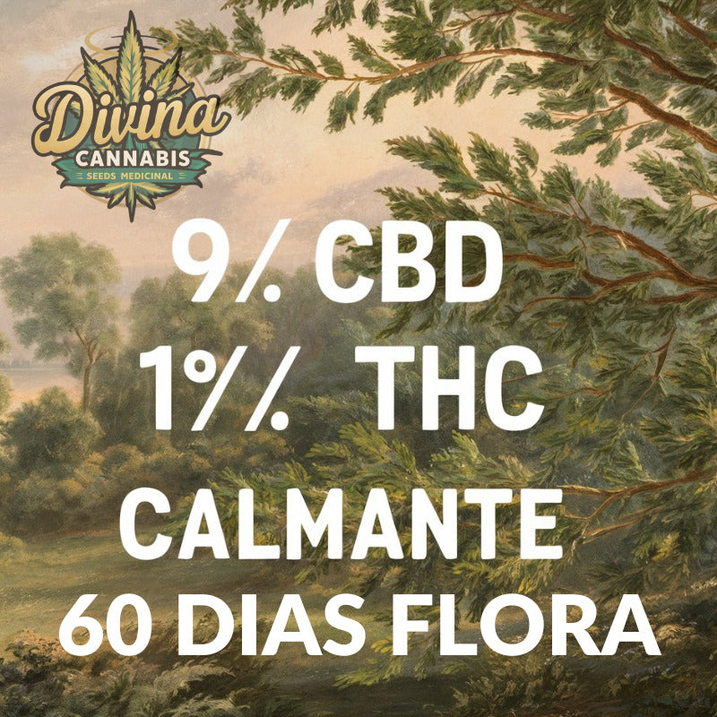 Bliss CBD (Pacotem com 2 sementes)