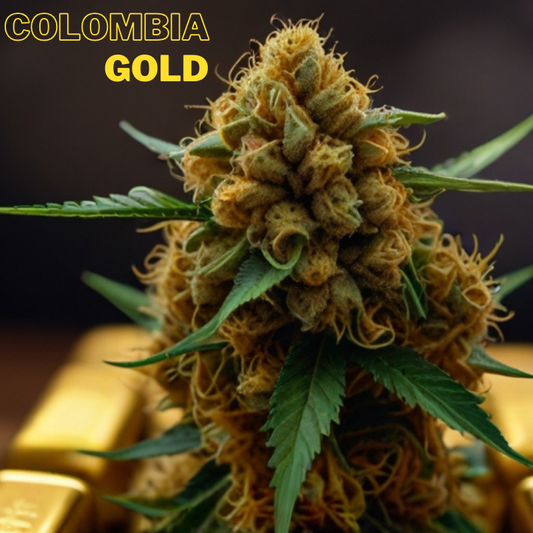 Colômbia Gold - Automática Feminizada (Pacotem com 2 sementes)