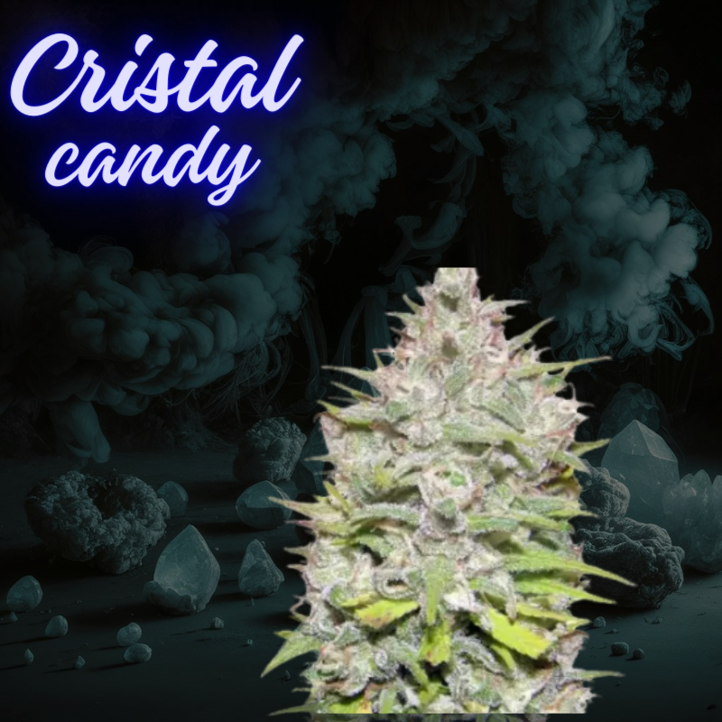 Cristal Candy - Automática Feminizada (Pacotem com 2 sementes)