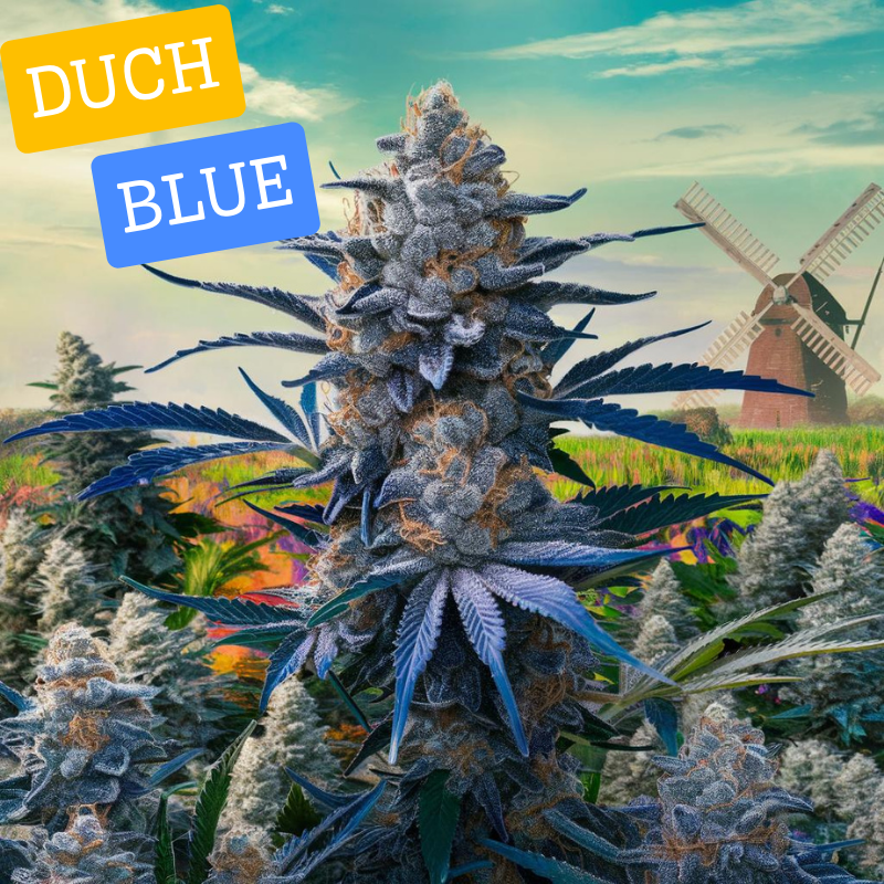 Dutch Blue - Automática Femizada (Pacotem com 2 sementes)