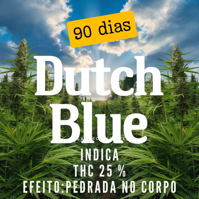 Dutch Blue - Automática Femizada (Pacotem com 2 sementes)