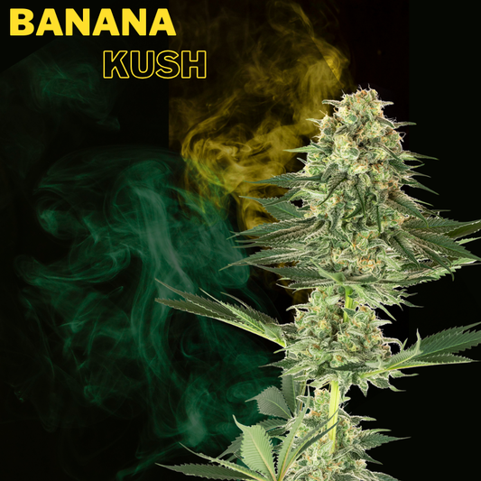 Banana Kush Automática Feminizada (Pacotem com 2 sementes)