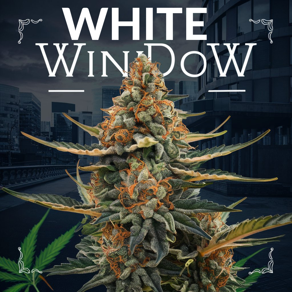 White Widow - Automática Feminizada (Pacotem com 2 sementes)