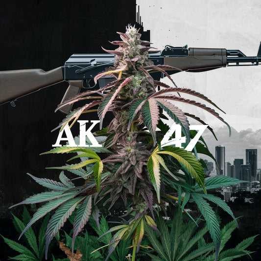 Ak  47 - Auto  (Pacotem com 2 sementes)